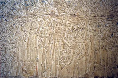 Altes Ägypten, Wandrelief/-malerei, Grab des Petosiris, Tuna el Gebel, 300 v. Chr., Traubenlese für die Weinherstellung