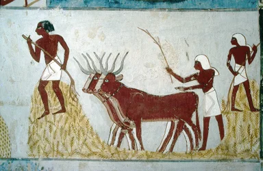 Luxor, Theben: Gräber der Adligen: das Grab von Nakht. Landwirtschaftliche Szene. Tal der Adligen.