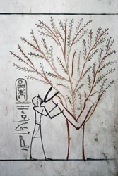 Luxor, Theben: Tal der Könige, Grab von Thutmosis III (-1504 - -1450), Pharao von Ägypten