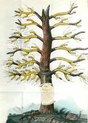 Dermatosis-Baum Dermatologische Tafel, die an den Zweigen alle Arten von Hautkrankheiten anzeigt. Paris. Akademie der Medizin
