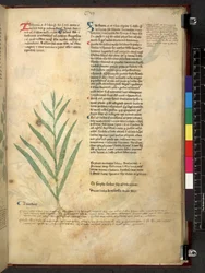 Tractatus de herbis (Herbal) c.1280-1310