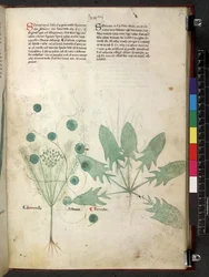 Tractatus de herbis (Herbal) c.1280-1310
