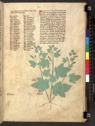 Egerton 747 Tractatus de herbis (Kräuterbuch) ca. 1280-1310