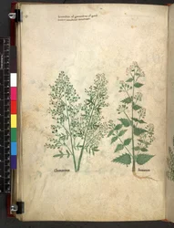 Egerton 747 Tractatus de herbis (Herbal) c.1280-1310