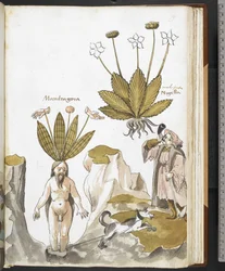 Harley MS 3736 f.59r Eine Alraune wird von einem Hund herausgezogen, aus 