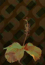 Hibiskus, 2019