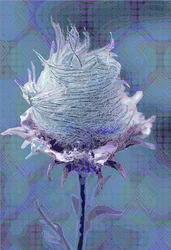 Waldgeißblatt4, 2019
