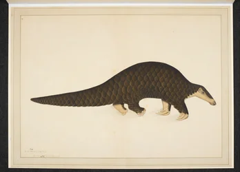 Pangolin oder Schuppentier