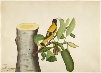 Schwarzkopfpirol und Insekt auf einem Jackfruchtbaumstumpf, Blatt aus einer von Lady Impey in Auftrag gegebenen Serie, 1778
