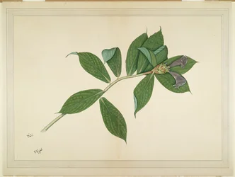 Krepp-Ingwer-Pflanze, Folio aus einer Serie, die von Lady Impey in Auftrag gegeben wurde, ca. 1780