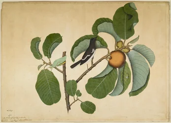 Orientalische Schamadrossel mit Laubheuschrecke und Kleinzikade auf einem Monkey-Jack-Zweig, Blatt aus einer von Lady Impey in Auftrag gegebenen Serie, 1778
