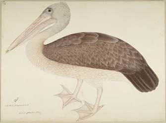 Graupelikan, Blatt aus einer von Lady Impey in Auftrag gegebenen Serie, ca. 1780-82