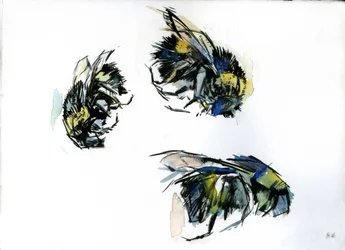 Bienenstudien, 2024
