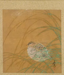 Wachtel im Gras aus dem Album der Gemälde des Ehrwürdigen Zeshin