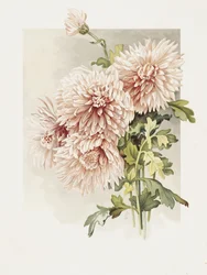 Chrysanthemen