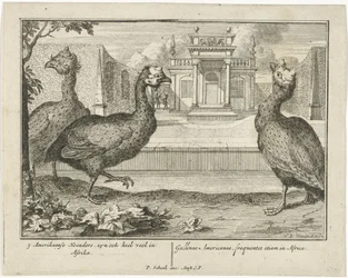 Parelhoenders, 3 amerikanische Hoenders, sind auch sehr häufig in Afrika