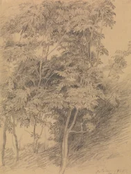 Baumstudie