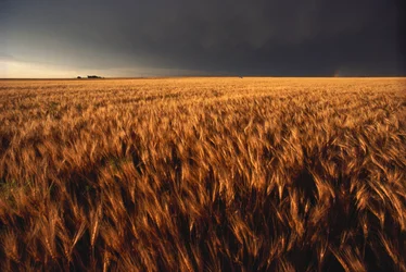 Vereinigte Staaten, Kansas, Sommergewitter nähert sich Weizenfeld