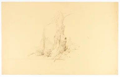 Toter Baum und weidendes Fohlen