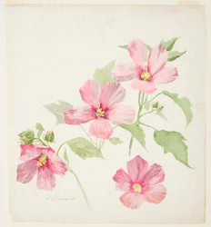 Studie von Malve