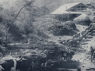 Ein Wagenbruch, Scotsman Reef, Baberton