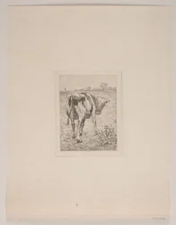 Ein Kalb