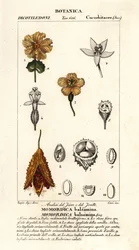 Afrikanische Gurke, Momordica balsamina