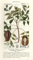 Amerikanisches Mahagoni, Swietenia mahagoni