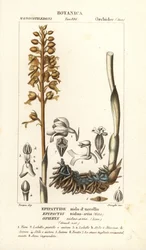 Vogelnestwurz, Neottia nidus-avis