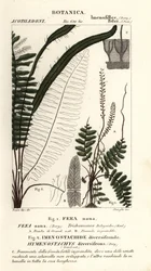 Borstfarn, Trichomanes botryoides