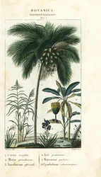 Kokosnuss, Banane, Zuckerrohr, etc.
