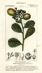 Kokospflaume, Chrysobalanus icaco