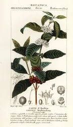 Kaffee, Coffea arabica, Caffe d’Arabia
