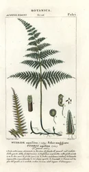 Gemeiner Adlerfarn, Pteridium aquilinum