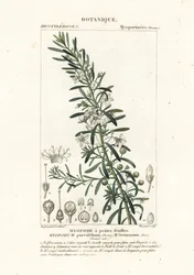 Kriechender Boobialla, Myoporum parvifolium
