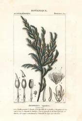 Hedwigia aquatica Moos
