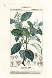 Indisches Sandelholz, Santalum album, gefährdet