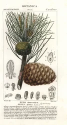 Italienische Steinkiefer, Pinus pinea, Pino domestico