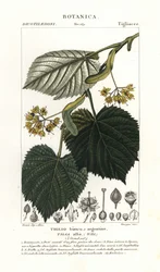 Lindenbaum, Tilia alba