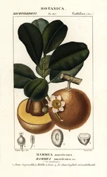 Mammee-Apfel, Mammea americana