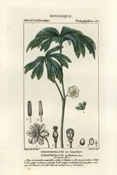 Maiapfel, Podophyllum peltatum