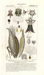 Seidenpflanze, Asclepias syriaca