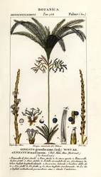 Palme, Geonoma maxima