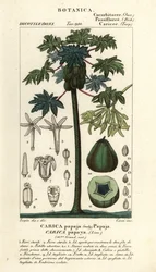 Papaya, Papayabaum oder Papayabaumfrucht, Carica papaya
