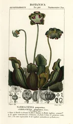 Purpur-Kannenpflanze, Sarracenia purpurea