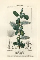 Sal-Weide, Salix caprea