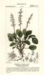 Rundblättriges Wintergrün, Pyrola rotundifolia