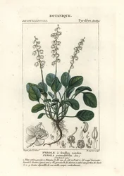 Rundblättriges Wintergrün, Pyrola rotundifolia