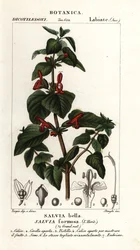 Glänzendblättriger Salbei, Salvia formosa