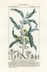 Schmalblättrige Ölweide, Elaeagnus angustifolia